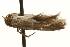  (Blastobasis AUS4 - gvc8108)  @12 [ ] CreativeCommons - Attribution (2010) Unspecified Centre for Biodiversity Genomics