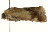  ( - gvc6258-1L)  @13 [ ] CreativeCommons - Attribution (2010) Unspecified Centre for Biodiversity Genomics
