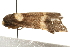  ( - gvc6306-1L)  @13 [ ] CreativeCommons - Attribution (2010) Unspecified Centre for Biodiversity Genomics