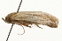  (Blastobasis AUS5 - gvc6617)  @12 [ ] CreativeCommons - Attribution (2010) Unspecified Centre for Biodiversity Genomics