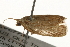  ( - gvc7726)  @12 [ ] CreativeCommons - Attribution (2010) Unspecified Centre for Biodiversity Genomics