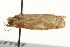  ( - gvc7727)  @12 [ ] CreativeCommons - Attribution (2010) Unspecified Centre for Biodiversity Genomics