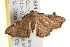  ( - gvc6524)  @14 [ ] CreativeCommons - Attribution (2010) Unspecified Centre for Biodiversity Genomics
