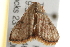  ( - gvc6530)  @13 [ ] CreativeCommons - Attribution (2010) Unspecified Centre for Biodiversity Genomics