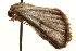  ( - gvc6584)  @13 [ ] CreativeCommons - Attribution (2010) Unspecified Centre for Biodiversity Genomics