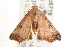  (Corgatha sp. 3 - gvc6716)  @14 [ ] CreativeCommons - Attribution (2010) Unspecified Centre for Biodiversity Genomics