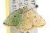  ( - gvc7817)  @13 [ ] CreativeCommons - Attribution (2010) Unspecified Centre for Biodiversity Genomics