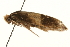  (Edosa sp. 15 - gvc8042)  @13 [ ] CreativeCommons - Attribution (2010) Unspecified Centre for Biodiversity Genomics
