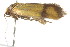  ( - gvc6538)  @12 [ ] CreativeCommons - Attribution (2010) CBG Photography Group Centre for Biodiversity Genomics