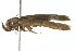  ( - gvc7583)  @12 [ ] CreativeCommons - Attribution (2010) CBG Photography Group Centre for Biodiversity Genomics