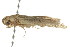  ( - gvc7882)  @12 [ ] CreativeCommons - Attribution (2010) CBG Photography Group Centre for Biodiversity Genomics