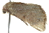  ( - 2006-LOQT-256)  @13 [ ] CreativeCommons - Attribution (2010) CBG Photography Group Centre for Biodiversity Genomics