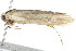  ( - 2006-LOQT-267)  @13 [ ] CreativeCommons - Attribution (2010) CBG Photography Group Centre for Biodiversity Genomics
