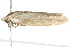  ( - 2006-LOQT-268)  @13 [ ] CreativeCommons - Attribution (2010) CBG Photography Group Centre for Biodiversity Genomics