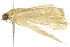  ( - 2006-LOQT-333)  @12 [ ] CreativeCommons - Attribution (2010) CBG Photography Group Centre for Biodiversity Genomics