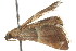  ( - 2006-LOQT-343)  @12 [ ] CreativeCommons - Attribution (2010) CBG Photography Group Centre for Biodiversity Genomics