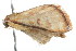  ( - 2006-LOQT-391)  @13 [ ] CreativeCommons - Attribution (2010) CBG Photography Group Centre for Biodiversity Genomics