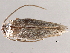  ( - 2006-LOQT-633)  @12 [ ] CreativeCommons - Attribution (2010) CBG Photography Group Centre for Biodiversity Genomics