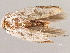  ( - 2006-LOQT-699)  @13 [ ] CreativeCommons - Attribution (2010) CBG Photography Group Centre for Biodiversity Genomics