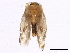  ( - gvc17175-1L)  @12 [ ] CreativeCommons - Attribution (2012) CBG Photography Group Centre for Biodiversity Genomics