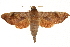  (Acosmeryx cinnamomea - gvc2554-1L)  @15 [ ] CreativeCommons - Attribution (2012) CBG Photography Group Centre for Biodiversity Genomics