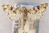  (Udea sideralis - CNCLEP00156139)  @11 [ ] Unspecified (default): All Rights Reserved (2019) Jean-Francois Landry Canadian National Collection