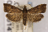  (Udea galapagensis - CNCLEP00156147)  @11 [ ] Unspecified (default): All Rights Reserved (2019) Jean-Francois Landry Canadian National Collection