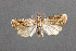  ( - MfN-940363)  @11 [ ] Unspecified (default): All Rights Reserved (2019) Théo Léger Museum für Naturkunde, Berlin