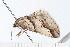  ( - 08-TASE-0237)  @13 [ ] CreativeCommons - Attribution (2009) Unspecified Centre for Biodiversity Genomics