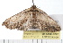  ( - 08-TASE-0242)  @12 [ ] CreativeCommons - Attribution (2009) Unspecified Centre for Biodiversity Genomics