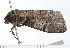  ( - 08-TASE-0260)  @12 [ ] CreativeCommons - Attribution (2009) Unspecified Centre for Biodiversity Genomics