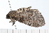  ( - 08-TASE-0261)  @12 [ ] CreativeCommons - Attribution (2009) Unspecified Centre for Biodiversity Genomics