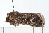  ( - 08-TASE-0295)  @13 [ ] CreativeCommons - Attribution (2009) Unspecified Centre for Biodiversity Genomics