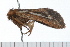  ( - 08-TASE-0421)  @12 [ ] CreativeCommons - Attribution (2009) Unspecified Centre for Biodiversity Genomics