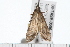  ( - 08-TASE-0556)  @12 [ ] CreativeCommons - Attribution (2009) Unspecified Centre for Biodiversity Genomics