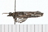  ( - 08-TASE-0592)  @12 [ ] CreativeCommons - Attribution (2009) Unspecified Centre for Biodiversity Genomics