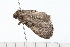  ( - 08-TASE-0374)  @12 [ ] CreativeCommons - Attribution (2009) Unspecified Centre for Biodiversity Genomics
