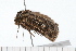  (Mamestra dictyota - 08-TASE-0375)  @13 [ ] CreativeCommons - Attribution (2009) Unspecified Centre for Biodiversity Genomics