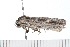  (Agriophara platyscia - 08-TASE-0399)  @14 [ ] CreativeCommons - Attribution (2009) Unspecified Centre for Biodiversity Genomics