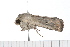  ( - 08-TASE-0405)  @13 [ ] CreativeCommons - Attribution (2009) Unspecified Centre for Biodiversity Genomics