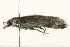  ( - 09TASF-0177)  @13 [ ] CreativeCommons - Attribution (2010) Unspecified Centre for Biodiversity Genomics
