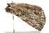  ( - 09TASF-0514)  @12 [ ] CreativeCommons - Attribution (2010) Unspecified Centre for Biodiversity Genomics