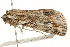  ( - 09TASF-0521)  @12 [ ] CreativeCommons - Attribution (2010) Unspecified Centre for Biodiversity Genomics