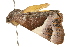  ( - 09TASF-0558)  @12 [ ] CreativeCommons - Attribution (2010) Unspecified Centre for Biodiversity Genomics