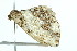  ( - 10-BWLOT-0064)  @12 [ ] CreativeCommons - Attribution (2010) CBG Photography Group Centre for Biodiversity Genomics