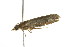  ( - 10-BWLOT-0113)  @12 [ ] CreativeCommons - Attribution (2010) CBG Photography Group Centre for Biodiversity Genomics