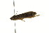  ( - 10-BWLOT-0147)  @13 [ ] CreativeCommons - Attribution (2010) CBG Photography Group Centre for Biodiversity Genomics