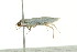  ( - 10-BWLOT-0170)  @13 [ ] CreativeCommons - Attribution (2010) CBG Photography Group Centre for Biodiversity Genomics