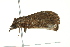  ( - 10-BWLOT-0183)  @12 [ ] CreativeCommons - Attribution (2010) CBG Photography Group Centre for Biodiversity Genomics