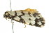  ( - 10-BWLOT-0202)  @12 [ ] CreativeCommons - Attribution (2010) CBG Photography Group Centre for Biodiversity Genomics